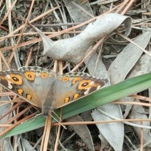 Junonia villida at Isaacs, ACT - 3 Jan 2016 11:08 AM