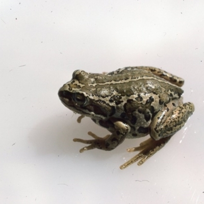 Litoria verreauxii verreauxii (Whistling Tree-frog) at Kosciuszko National Park - 26 Dec 1975 by wombey