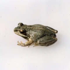 Litoria verreauxii verreauxii (Whistling Tree-frog) at Kosciuszko National Park - 26 Dec 1975 by wombey