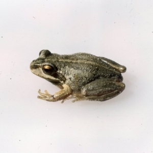 Litoria verreauxii verreauxii at Kosciuszko National Park, NSW - 27 Dec 1975 12:00 AM