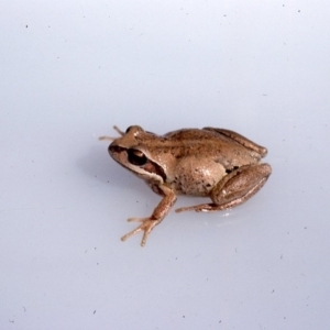 Litoria verreauxii verreauxii at Warri, NSW - 2 Dec 1975