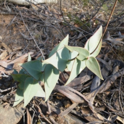 Veronica perfoliata (Digger's Speedwell) at Point 5807 - 24 Mar 2016 by Ryl