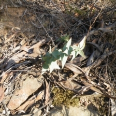 Veronica perfoliata at Point 5807 - 24 Mar 2016