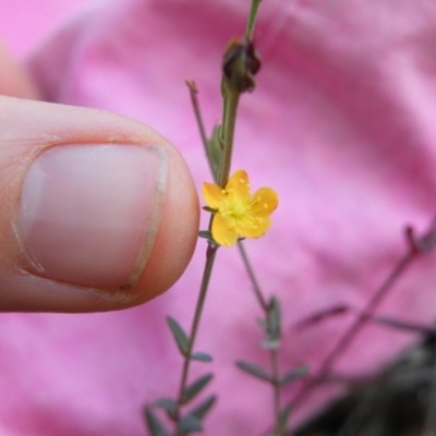 Hypericum gramineum (Small St Johns Wort) at Black Mountain - 23 Mar 2016 by Ryl