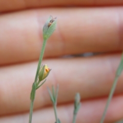 Hypericum gramineum at Point 5807 - 24 Mar 2016 12:00 AM