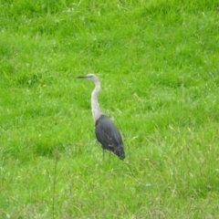 Ardea pacifica (White-necked Heron) at Bemboka, NSW - 3 Apr 2016 by RyuCallaway