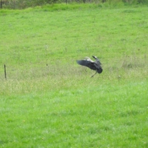 Ardea pacifica at Bemboka, NSW - 3 Apr 2016 10:19 AM