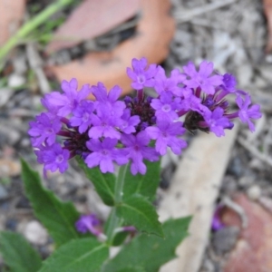 Verbena rigida at Yellow Pinch, NSW - 3 Apr 2016 05:37 PM
