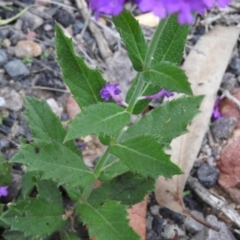 Verbena rigida at Yellow Pinch, NSW - 3 Apr 2016 05:37 PM