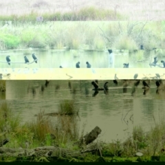 Phalacrocorax sulcirostris at Fyshwick, ACT - 2 Apr 2016