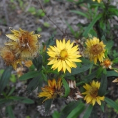 Xerochrysum bracteatum (Golden Everlasting) at Yurammie State Conservation Area - 3 Apr 2016 by RyuCallaway