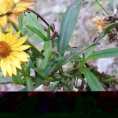 Xerochrysum bracteatum at Yellow Pinch, NSW - 3 Apr 2016 05:37 PM