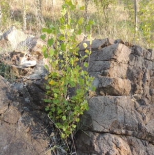 Populus nigra at Theodore, ACT - 2 Apr 2016 05:42 PM