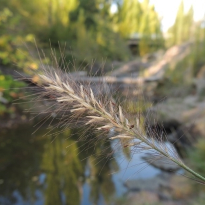 Cenchrus purpurascens (Swamp Foxtail) at Theodore, ACT - 2 Apr 2016 by michaelb