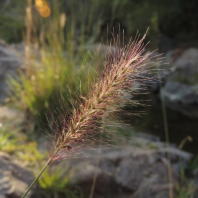 Cenchrus purpurascens (Swamp Foxtail) at Theodore, ACT - 2 Apr 2016 by MichaelBedingfield