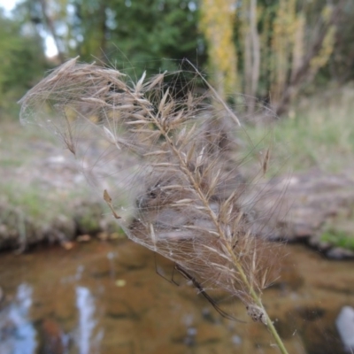 Cenchrus purpurascens (Swamp Foxtail) at Theodore, ACT - 2 Apr 2016 by michaelb