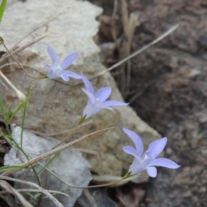 Wahlenbergia capillaris at Theodore, ACT - 2 Apr 2016 05:50 PM