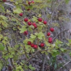 Crataegus monogyna (Hawthorn) at Tuggeranong Hill - 2 Apr 2016 by michaelb