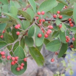Cotoneaster glaucophyllus at Theodore, ACT - 2 Apr 2016