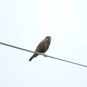 Falco berigora at Bunyan, NSW - 3 Apr 2016 09:16 AM