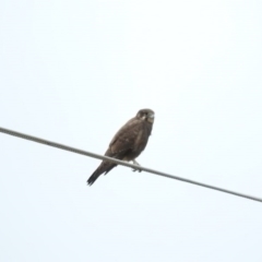 Falco berigora (Brown Falcon) at Bunyan, NSW - 2 Apr 2016 by RyuCallaway