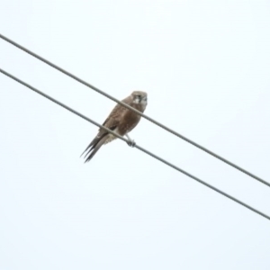 Falco berigora at Bunyan, NSW - 3 Apr 2016 09:16 AM