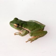 Litoria nudidigita (Narrow-fringed Tree-frog) at Marlowe, NSW - 2 Dec 1975 by wombey