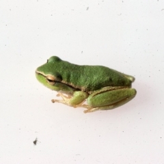 Litoria nudidigita (Narrow-fringed Tree-frog) at Marlowe, NSW - 2 Dec 1975 by wombey