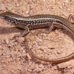 Ctenotus orientalis (Oriental Striped-skink) at Molonglo Valley, ACT - 1 Oct 1978 by wombey