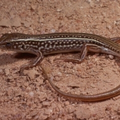 Ctenotus orientalis at Molonglo River Reserve - 2 Oct 1978