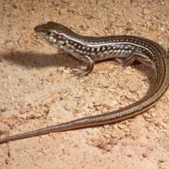 Ctenotus orientalis (Oriental Striped-skink) at Molonglo Valley, ACT - 1 Oct 1978 by wombey
