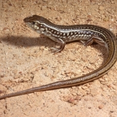 Ctenotus orientalis (Oriental Striped-skink) at Molonglo Valley, ACT - 2 Oct 1978 by wombey