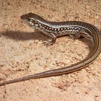 Ctenotus orientalis (Oriental Striped-skink) at Molonglo Valley, ACT - 1 Oct 1978 by wombey