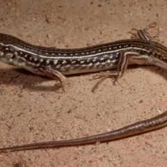 Ctenotus orientalis at Molonglo Valley, ACT - 2 Oct 1978