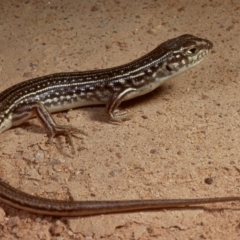 Ctenotus orientalis at Molonglo Valley, ACT - 2 Oct 1978 12:00 AM