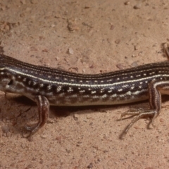 Ctenotus orientalis at Molonglo Valley, ACT - 2 Oct 1978