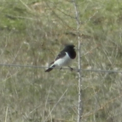 Melanodryas cucullata (Hooded Robin) at Googong, NSW - 29 Aug 2015 by ArcherCallaway