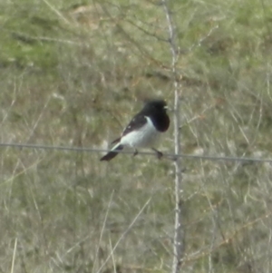 Melanodryas cucullata cucullata at Googong, NSW - 30 Aug 2015