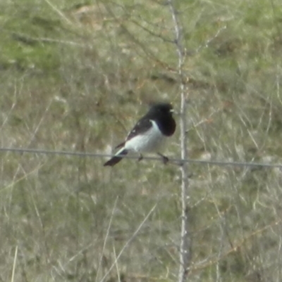 Melanodryas cucullata (Hooded Robin) at Googong Foreshore - 29 Aug 2015 by ArcherCallaway