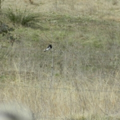 Melanodryas cucullata cucullata at Googong, NSW - 30 Aug 2015