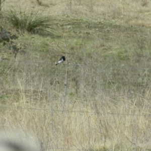 Melanodryas cucullata cucullata at Googong, NSW - suppressed