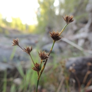 Juncus articulatus at Theodore, ACT - 2 Apr 2016 06:06 PM