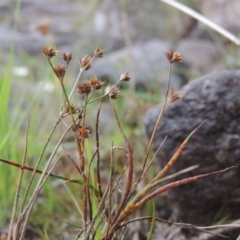 Juncus articulatus at Theodore, ACT - 2 Apr 2016