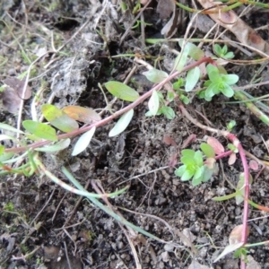 Lythrum hyssopifolia at Theodore, ACT - 2 Apr 2016 06:08 PM