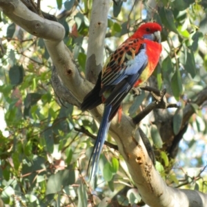 Platycercus elegans x eximius (hybrid) at Fadden, ACT - 8 Nov 2015 07:56 AM