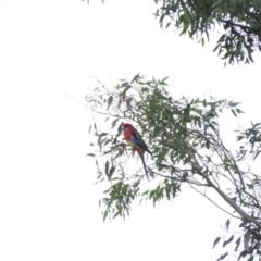 Platycercus elegans x eximius (hybrid) (Crimson x Eastern Rosella (hybrid)) at Duffy, ACT - 25 Mar 2016 by RyuCallaway