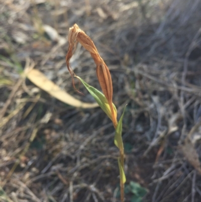 Diplodium ampliatum (Large Autumn Greenhood) at Mount Majura - 7 Apr 2016 by AaronClausen