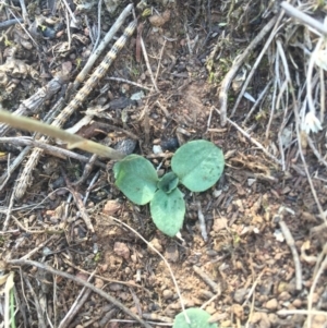 Diplodium ampliatum at Hackett, ACT - 7 Apr 2016