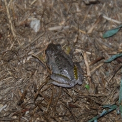 Litoria peronii (Peron's Tree Frog, Emerald Spotted Tree Frog) at Bango, NSW - 26 Mar 2016 by Renzy357