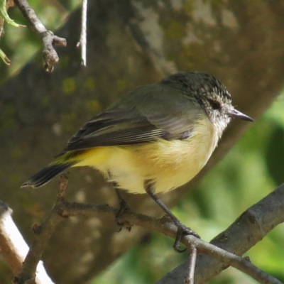 Acanthiza chrysorrhoa (Yellow-rumped Thornbill) at Haig Park - 7 Apr 2016 by JohnBundock